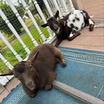 Teddy & Tucker 🐐 - @tntadventures_goats - Instagram