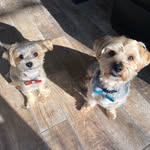 Teddy & Tucker | HaleLife Pups - @halelifepups - Instagram