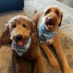 Teddy & Tucker Fenske (goldendoodles) - @the_teddy_and_tucker_fenske - Instagram
