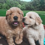 Teddy & Tucker Shellenberger 🐾 - @teddytuckerz - Instagram
