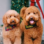 TEDDY + TUCKER THE DOODLES - @teddy_tucker_thedoodles - Instagram