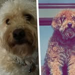 Teddy And Tucker - @teddy_tucker123 - Instagram