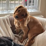 Teddy and tucker - @tuckerandteddyarethebest - Instagram