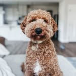 Teddy and Tucker - @teddymeetstucker - Instagram