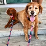 Teddy And Tucker - @tails_of_teddyandtucker - Instagram