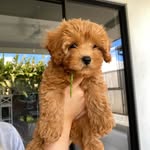 TEDDY TUCKER 🐾 - @teddytuckerthecavoodle - Instagram