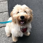 Teddy Tucker - Cockapoo - @teddytuckercockapoo - Instagram