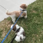 Teddy Tucker & Benny Jet - @teddy.n.benny - Instagram