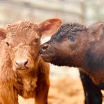 Teddy, Tucker & Friends - @brazybunchofbeef - Instagram