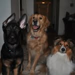 Teddy, Tucker, and Axel! - @teds_goldenlife - Instagram