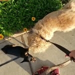 Teddy Tucker and Roxy ♡ - @threebestdogs_ - Instagram