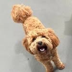 Teddy Tucker the Cavoodle - @teddytucker2023 - Instagram