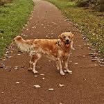 Teddy_Tucker_The_Goldie - @teddy_tucker_the_goldie - Instagram