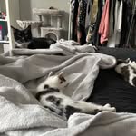 teddy, tucker, tonks, tallulah, tiger and winnie - @thefurryeastongang - Instagram