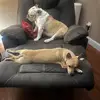 TeddyAndTucker - @tuckerandteddy - TikTok