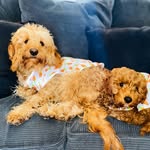 Teddy&Tucker - @teddy_and_tucker_ - Instagram