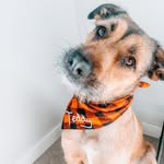 Teddy&Tucker - @teddygirl_26 - Instagram