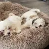 Teddy&tucker - @teddyandtucker3 - TikTok