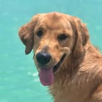Tucker The Lake Pupper - @teddytucker_ - Instagram