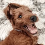 TEDDY BEAR TURNER 🧸 - @teddybearthedoodle_ - Instagram