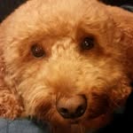 Teddy Turner - @teddys_world - Instagram
