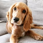 Teddy Turner 🐶 - @teddy.thecocker - Instagram
