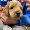 Teddy Turner - @teddythecockerpoo1 - TikTok