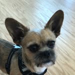 Teddy Turner Smith - @teddytheshihchi - Instagram