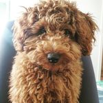 Teddy Wicket Wystri Warren - @teddythetoypoodle23 - Instagram