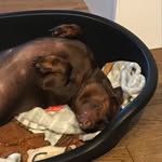 Hi i am teddy the dash - @teddywebby_rubeefrubee - Instagram