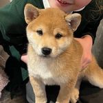 Teddy Webb - @teddyfoxshiba - Instagram