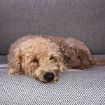 Teddy webb - @teddy_the_multipoo_ - Instagram