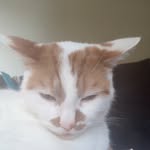 teddywebberthecat - @teddywebberthecat - Instagram