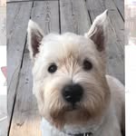 Teddy | West Highland Terrier - @mysweet.teddy - Instagram