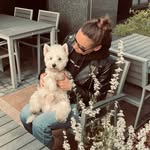 west highland white terrier - @teddy_westiedog - Instagram