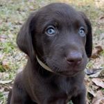 Teddy Whitaker - @tedteddylasso_thedog - Instagram