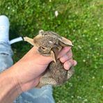 Teddy Whitaker - Facebook