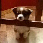 Ted - @teddy_woods - Instagram
