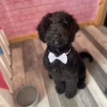 Teddy Woods - @teddy_doodle22 - Instagram