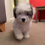 Tedi Lee - @tedi_theshihpoo - Instagram