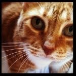 Tegan Blair - @tegan_thekitteh - Instagram
