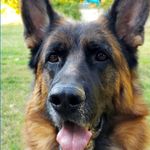 Tegan and Bruce - @teganbrucethegermanshepherds - Instagram
