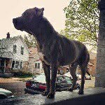 tdog_legion - @tegan_bush - Instagram