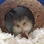 Tegan Hull - @historical_teacup - Instagram