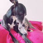 Tegan Hunter-Reid - @theveganhounds - Instagram