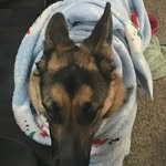 Tegan Long - @wolve4443801 - Instagram