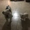 Tegan Steele - @baxter_and_winston - TikTok