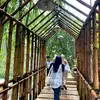 teh chu - @cucu.suhartini0 - TikTok
