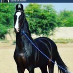 tejinder sohi - @tejinder302 - Instagram