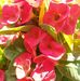 Teodora Campos - Facebook